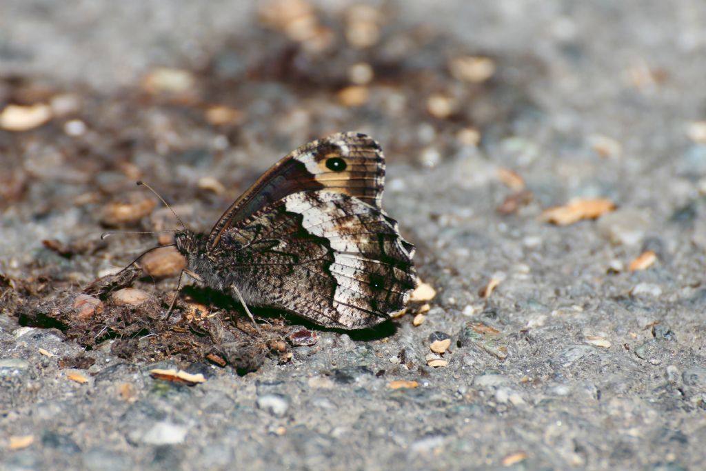 Hipparchia fagi?